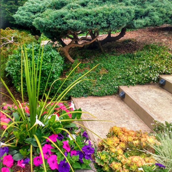 Meet your Posher, Christine and Bridgette🐾 - Picture 9 of 16